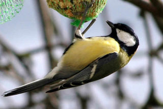 Mésange charbonière